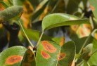 Kew VICgarden-pests-and-diseases-8.jpg; ?>